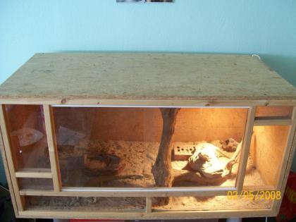 2 bartagamenmännchen plus terrarium abzugeben