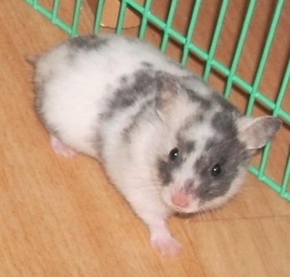 Goldhamster Weibchen aus Liebhaberzucht