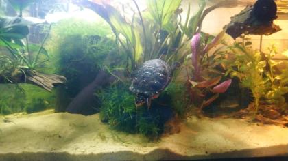 Tropfenschildkröte / Clemmmys Guttata