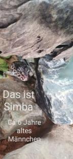 Terrarium mit Unterschrank und 3 leopardgeckos