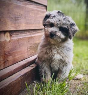 Aussiedoodle Mini Aussie Kleinpudel
