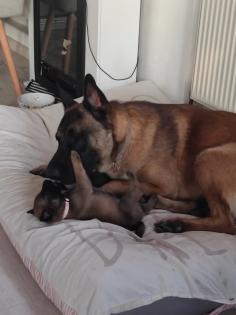 Malinois Welpen zu verkaufen