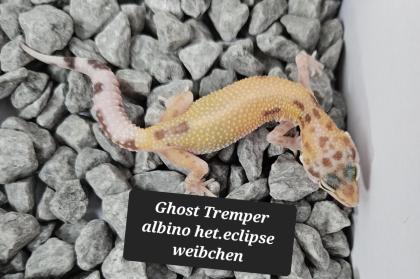 Tolle Leopardgecko Jungtiere aus 2023
