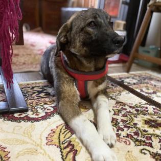 Sandra / Status sucht ein Zuhause