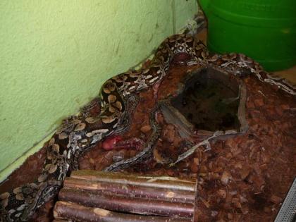 Acrantophis dumerili südliche Madagaskarboa aus eigener Nachzucht abzugeben