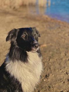 Australian Shepherd x American Collie Welpen