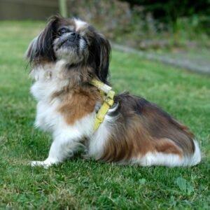 OMI-GINA - weiblich 13 Jahre 19 cm 4. 2 kg Tibet-Spaniel Gechipt
