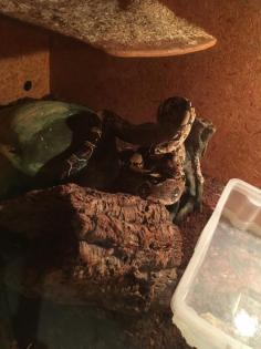 Boa Constrictor inklusive Terrarium