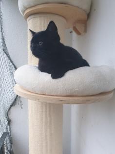 Britisch Kurzhaar Mix Kitten