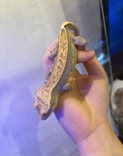Crested Gecko Harlequin/Pinstripe-Morph mit vollem Schwanz