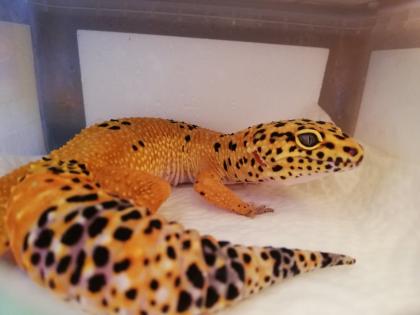 Terrarium mit 3 Leopardgeckos weibl. 0. 1