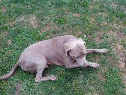 Weimaraner Rüdde Paul
