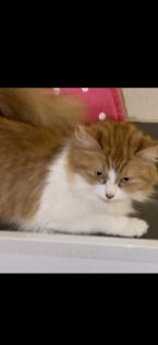 Maine coon katze zum verkaufen