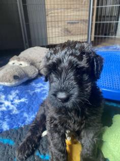 Schwarzer Terrier welpen zu Verkaufen