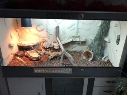 2 mal Königsphyton mit Terrarium