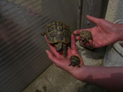 Griechische Landschildkröten