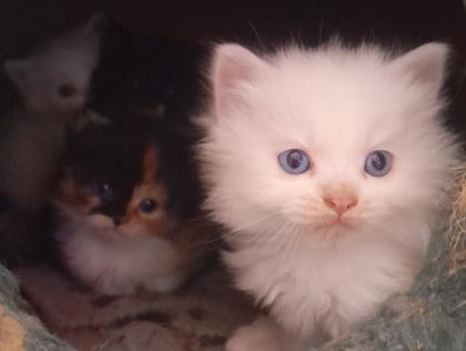 Maincoon Mix Kitten Katze Kater Perser