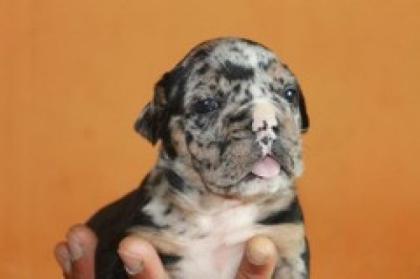 ABSOLUT SELTENE WUNDERSCHÖNE MERLE BULLDOGGEN ABZUGEBEN