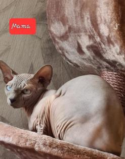 Elf Sphynx Stammbaum blau Augen