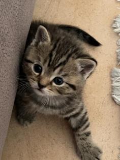 Bkh kitten Black Silver Tabby cl. Whiskas mit Stammbaum