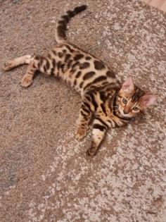 Bengal katzen