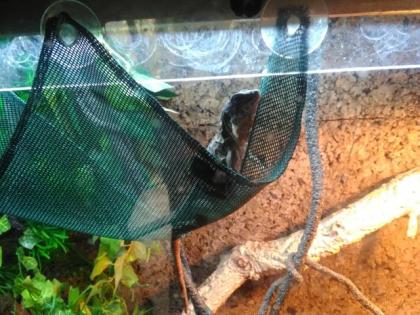 Dornschwanzleguan/Fünfkiel Schwarzleguan