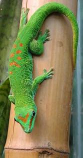 Phelsuma grandis