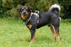 LEGO - männlich 5 Jahre 44 cm 10 kg Pinscher-Mix Gechipt Kastriert