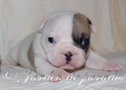 Französische Bulldoggen Welpen von gesunden Elterntieren mit Pap.