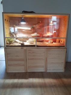 Bartagamen mit Terrarium