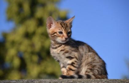 Bengalkitten Abgabe ab sofort