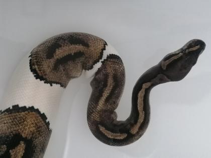 0. 1 Python regius Piebald Königspython Weibchen