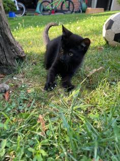 Hauskatze Katzenkinder Katze Kater Kitten