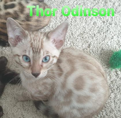 Reinrassige exklusive Bengalkitten