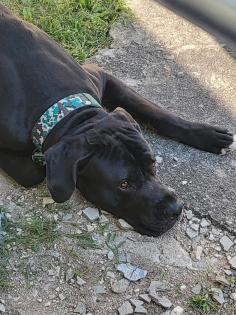 Deutsche Dogge