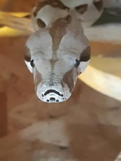 Verkaufe Boa Imperator Männchen Terrarium