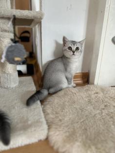 BKH Kitten Abgabebereit