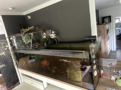 Gelbwangenschildkröte ARNOLD