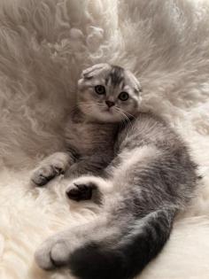 Baby kitten