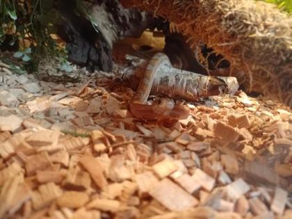 Kornnatter mit Terrarium
