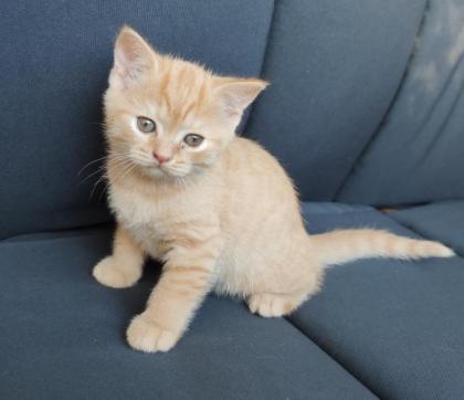 BKH Kitten