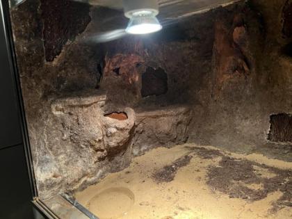 Zuchtgruppe Leopardgeckos mit Terrarium