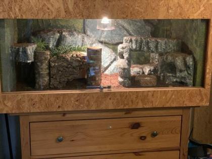 3 Königspython inkl. Terrarium