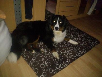 Appenzeller sennenhund sucht neues Zuhause