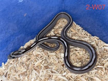 Kornnattern Nachzuchten 2022 - Anery Tessera Motley-x-Striped Sunkissed