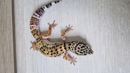 3 Leopardgecko 0. 0. 3 zu verkaufen
