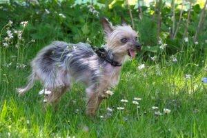 YORKI GIZMO - männlich 15 Jahre 20 cm 1 kg Mini Yorkshire-Terrier Gechipt Nicht kastriert