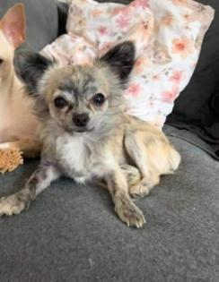 Chihuahua Welpen suchen ein liebevolles Zuhause