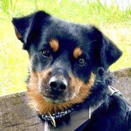 LEGO - männlich 5 Jahre 44 cm 10 kg Pinscher-Mix Gechipt Kastriert