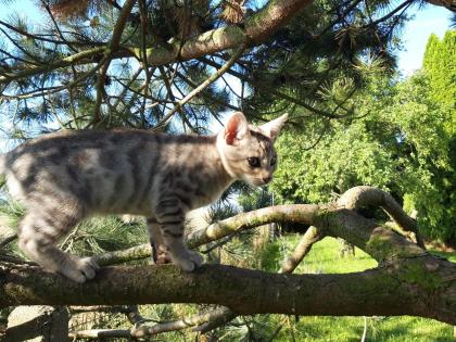 Reinrassige Bengal-Kitten